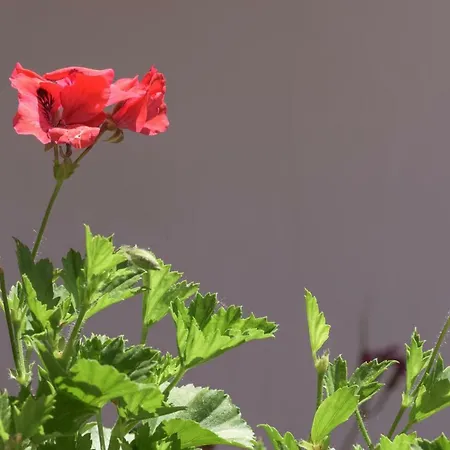 Casa Luz * 코르도바